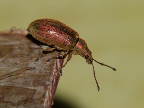 Phyllobius pyri