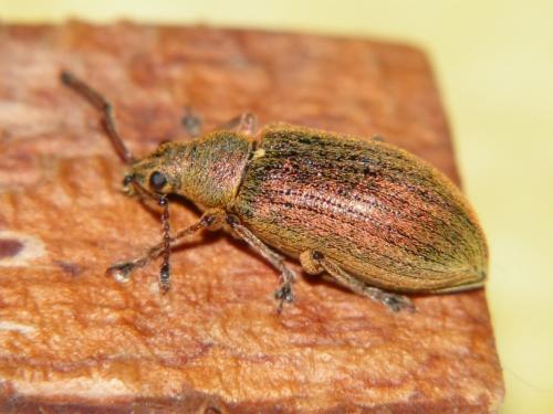 Réf. 84 329 : Phyllobius pyri