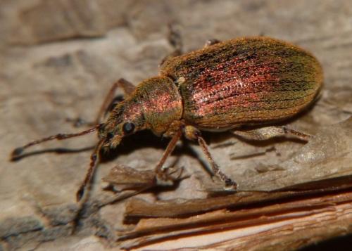 Réf. 84 330 : Phyllobius pyri