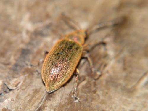 Réf. 84 331 : Phyllobius pyri