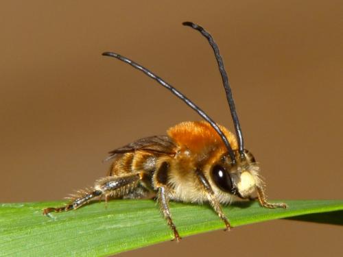 Réf. 84 822 : Eucera longicornis