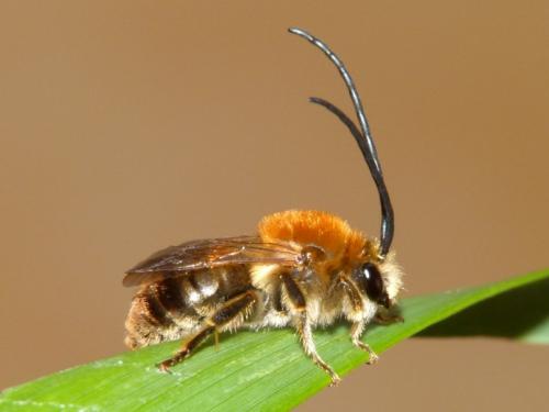 Réf. 84 823 : Eucera longicornis