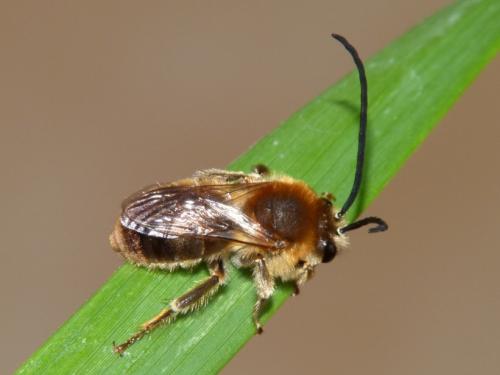 Eucera longicornis
