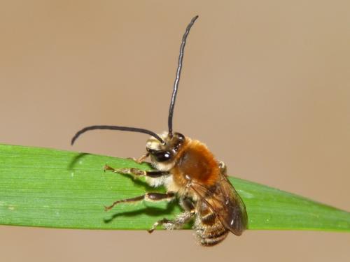 Eucera longicornis