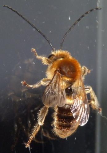 Eucera longicornis