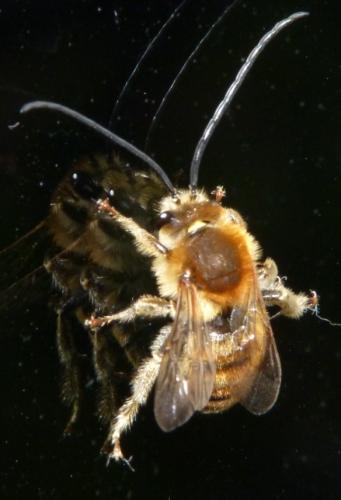 Eucera longicornis