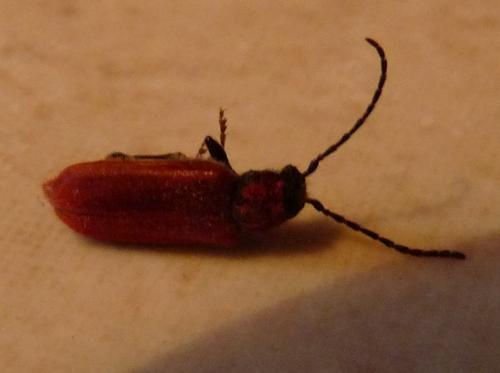 Pyrrhidium sanguineum