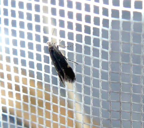 Réf. 84 245 : Aproaerema anthyllidella