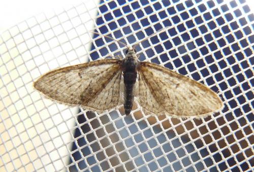 Eupithecia sp.