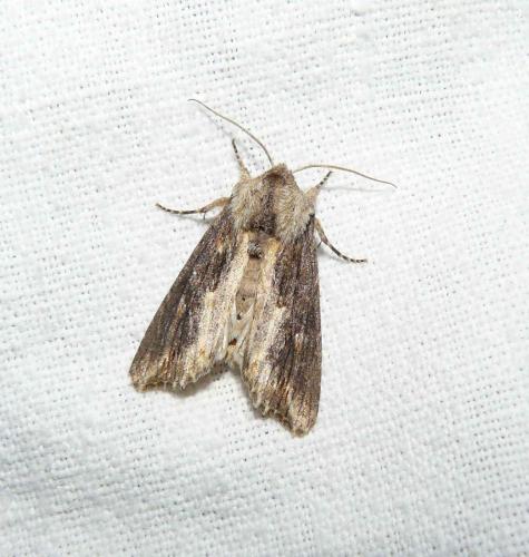 Egira conspicillaris
