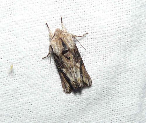 Egira conspicillaris