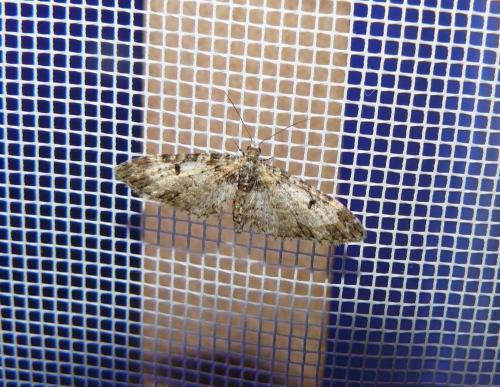 Réf. 84 540 : Eupithecia irriguata