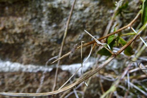 Micromus variegatus