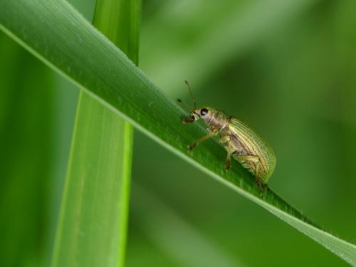 Réf. 84 848 : Polydrusus formosus