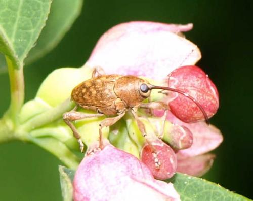 Curculio glandium
