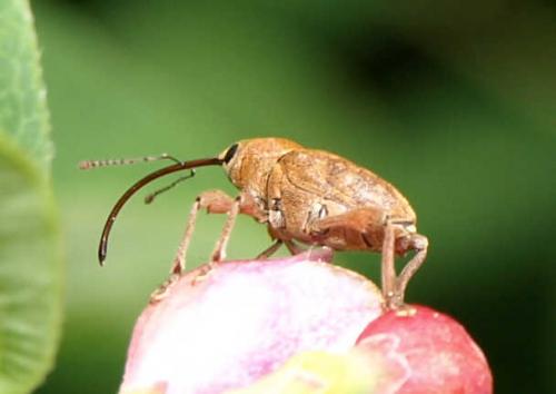 Réf. 84 813 : Curculio glandium