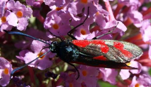 Zygaena filipendulae