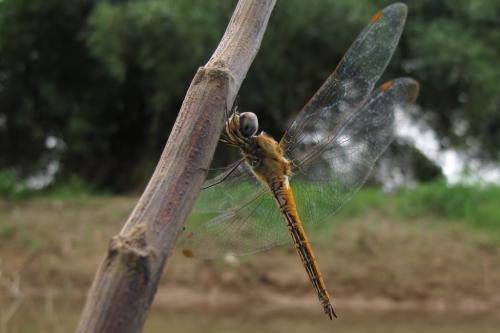 Pantala flavescens