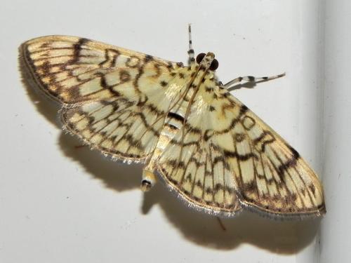 Haritalodes derogata