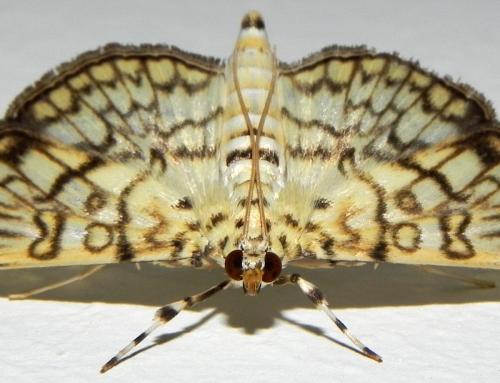 Haritalodes derogata