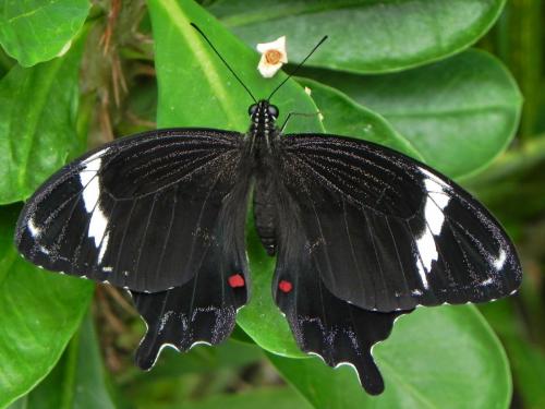 Réf. 84 838 : Papilio amynthor