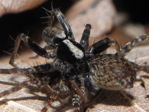 Pardosa sp.