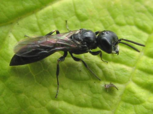 Passaloecus sp.