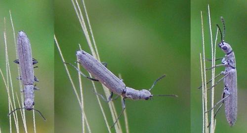 Dolichosoma simile