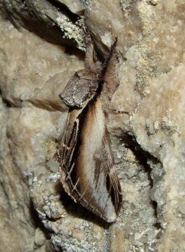 Réf. 84 593 : Pheosia tremula