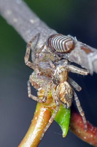 Philodromus sp.