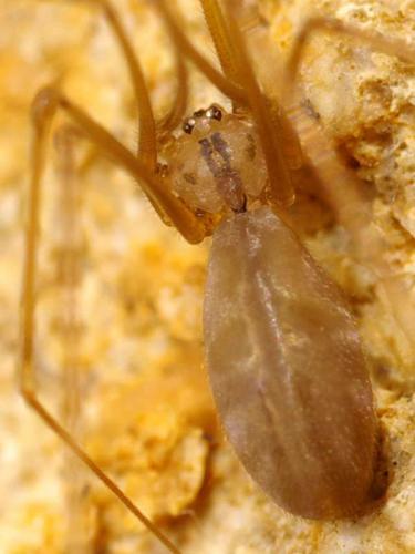 Réf. 84 230 : Pholcus opilionoides