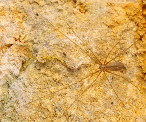 Réf. 84 229 : Pholcus opilionoides