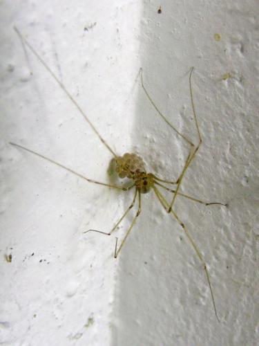 Pholcus phalangioides