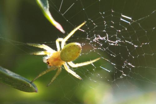 Araniella sp.