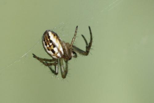 Mangora acalypha
