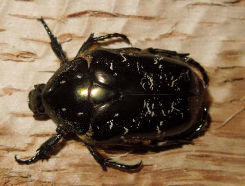 Réf. 84 773 : Liocola marmorata
