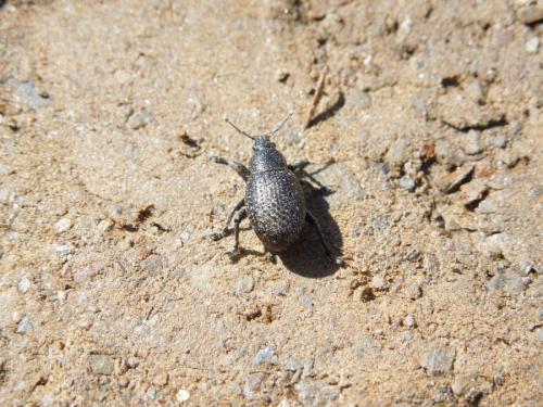 Réf. 84 049 : Polydius hispanus