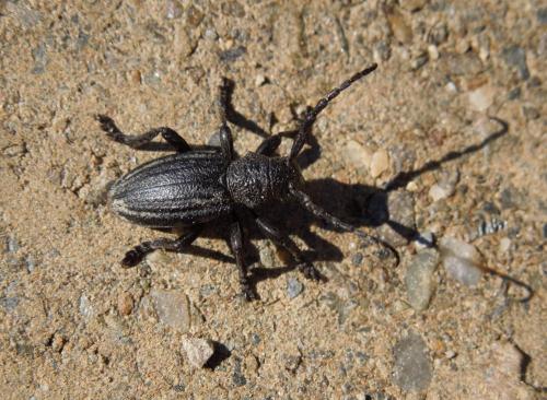 Réf. 84 164 : Iberodorcadion seoanei seoanei