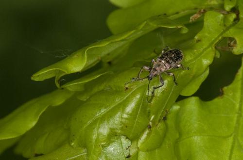 Phyllobius pyri
