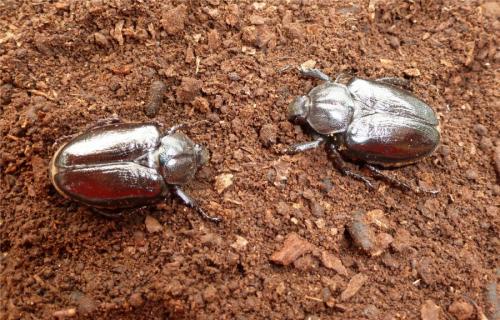 Osmoderma eremita