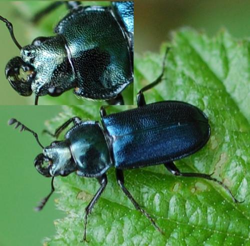 Platycerus sp.