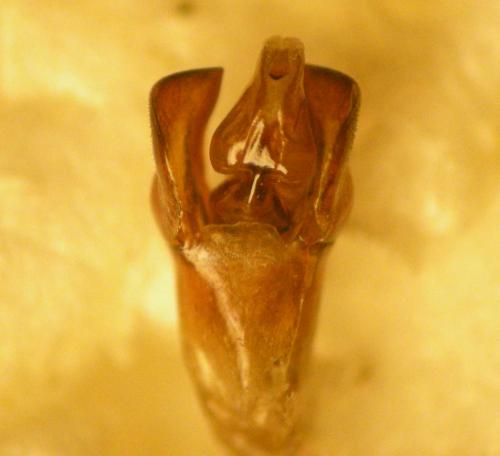Platycerus caraboides