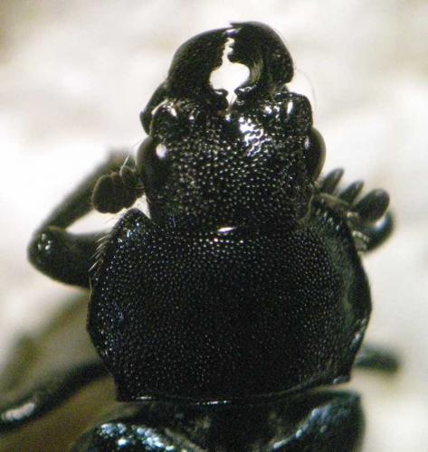 Platycerus caraboides