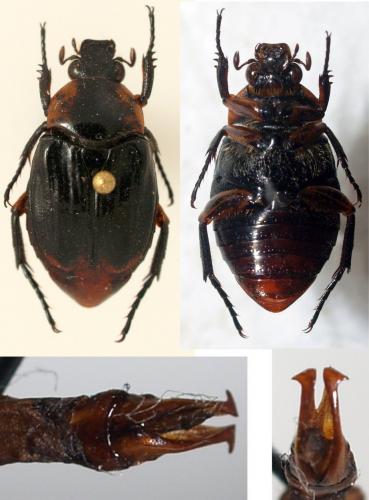 Polyplastus sp.