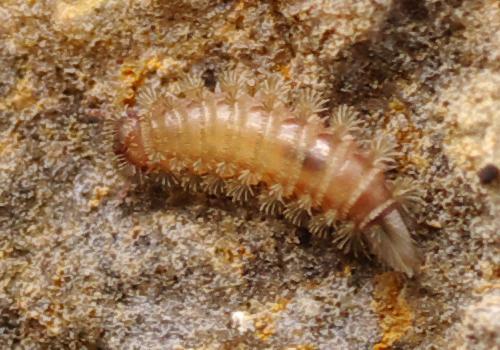 Réf. 84 062 : Polyxenus lagurus