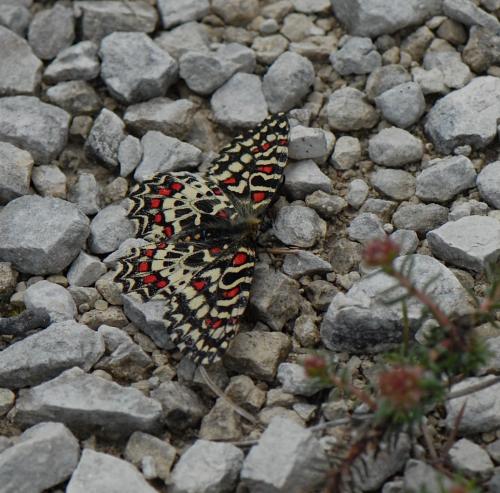 Zerynthia rumina
