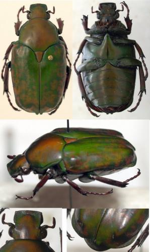 Pseudinca plicatus
