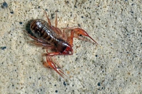 Réf. 84 222 : Chthonius sp.