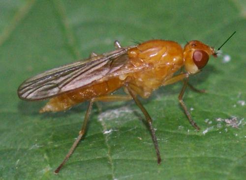 Psila fimetaria