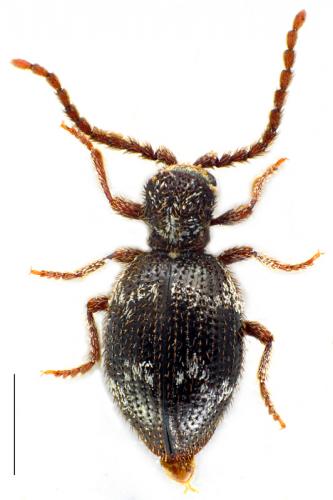 Réf. 84 117 : Ptinus lichenum